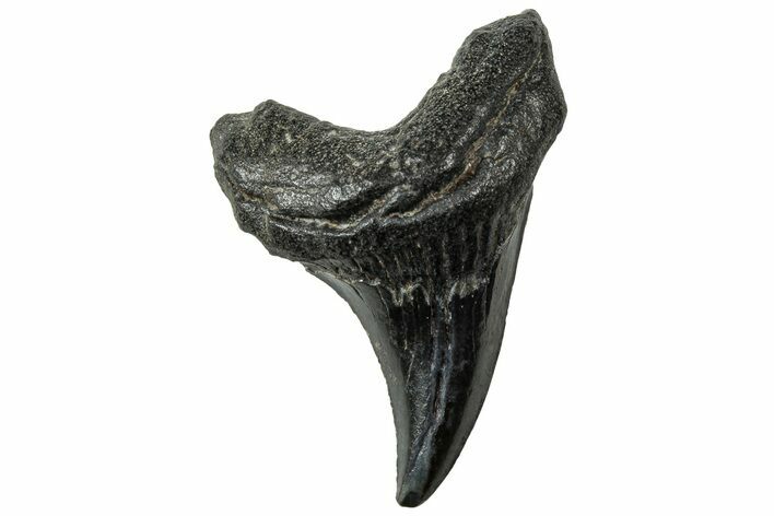 Rare, Fossil Shark (Parotodus) Tooth - South Carolina #315466